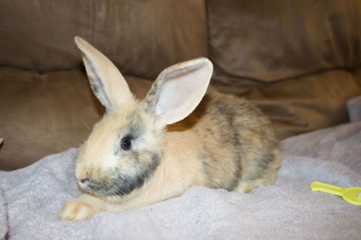 Abby needs a friend! 3