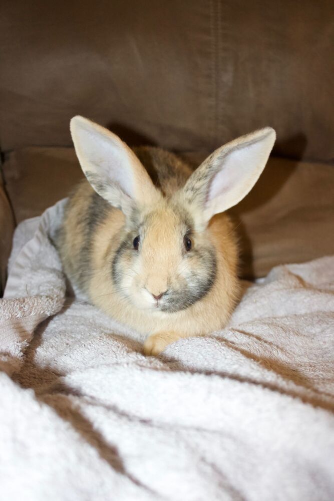 Abby needs a friend! 4
