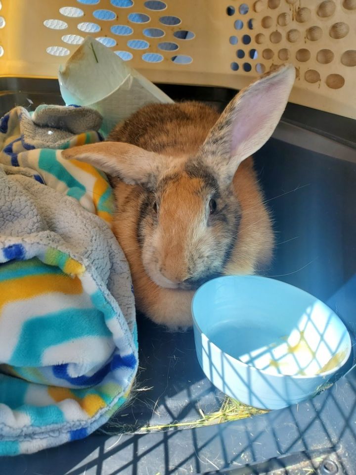 Abby needs a friend! 5