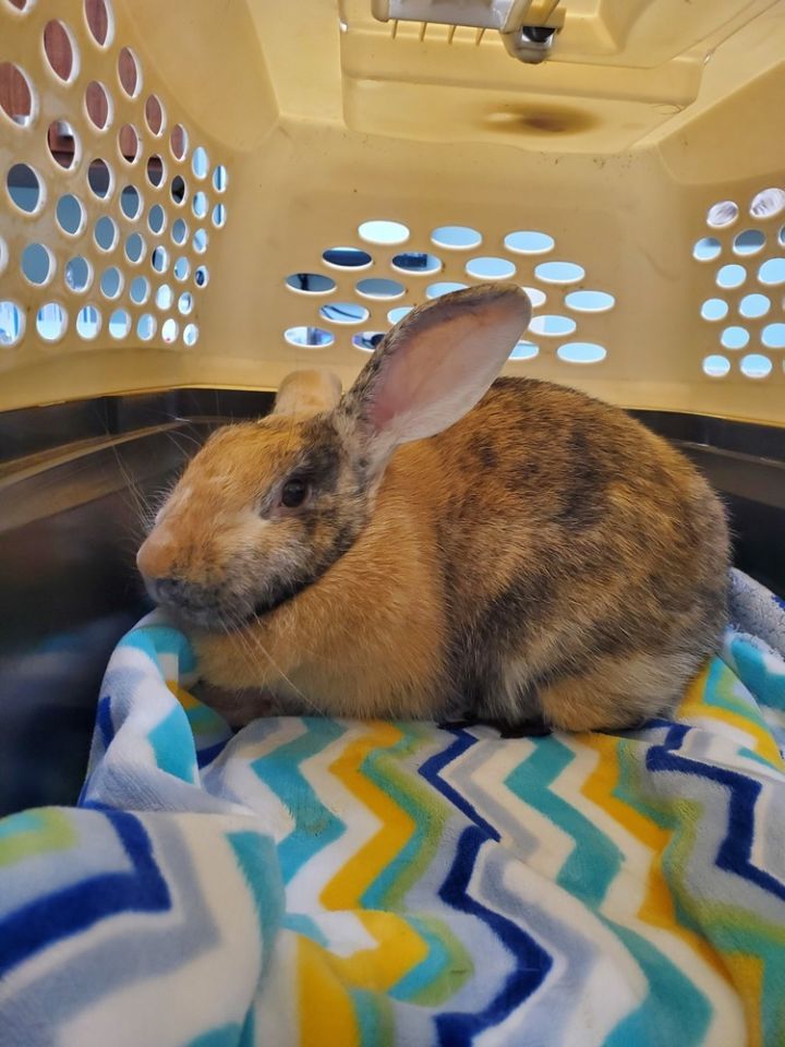 Abby needs a friend! 6
