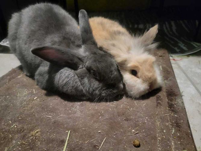 Ozzy & Harriet