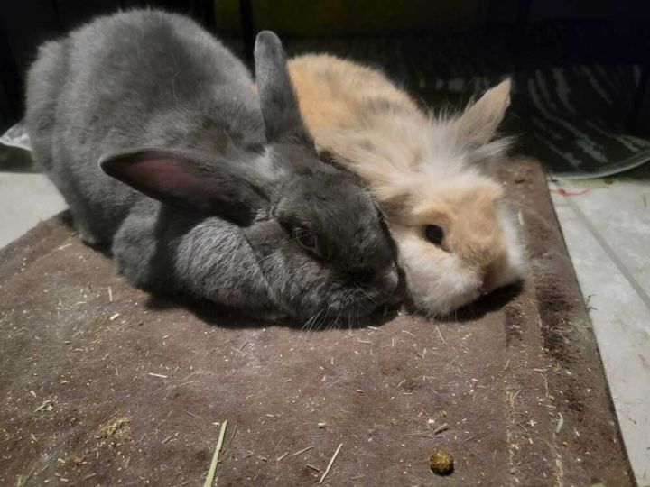 Ozzy & Harriet 1