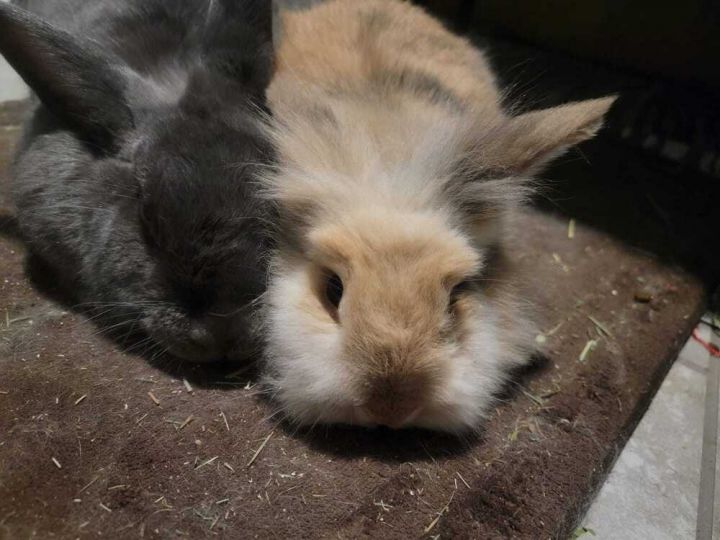 Ozzy & Harriet 2