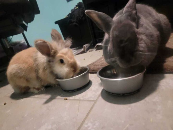 Ozzy & Harriet 3