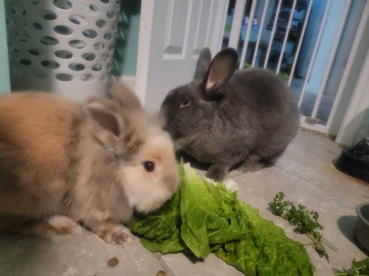 Ozzy & Harriet 6