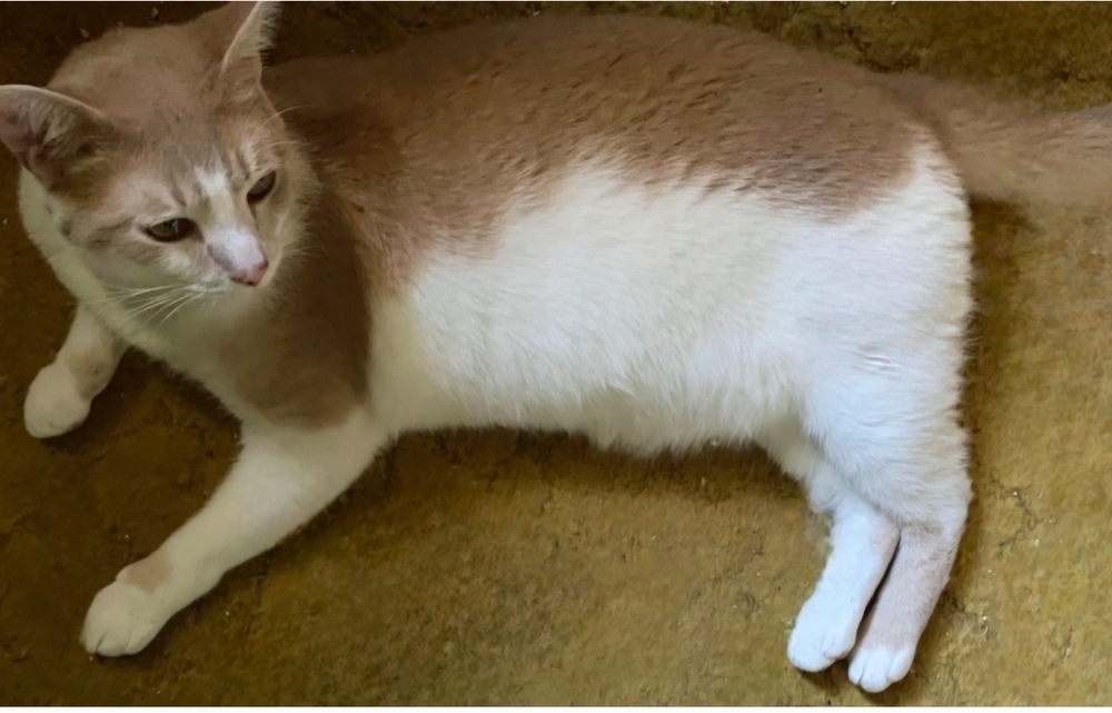 Bubba, an adoptable Domestic Short Hair in Wendell, NC, 27591 | Photo Image 1