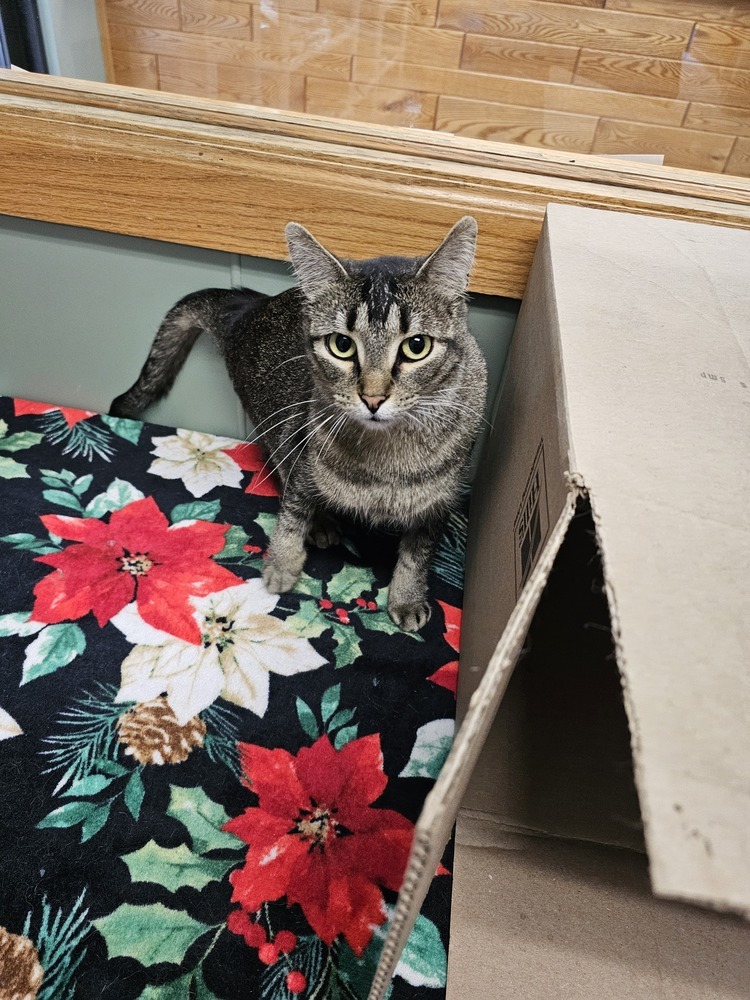 Mallow, an adoptable Domestic Short Hair in Houghton, MI, 49931 | Photo Image 1