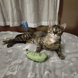 Priscilla