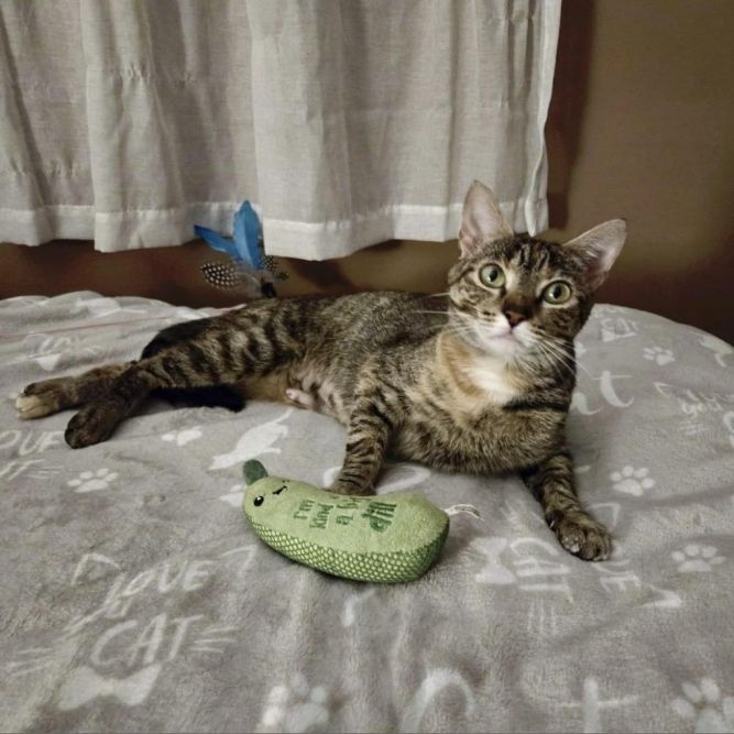 Priscilla