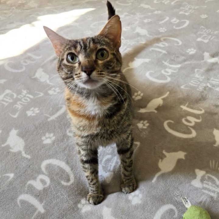 Priscilla 2