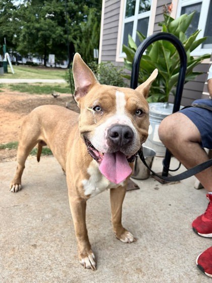 Dario - IN FOSTER