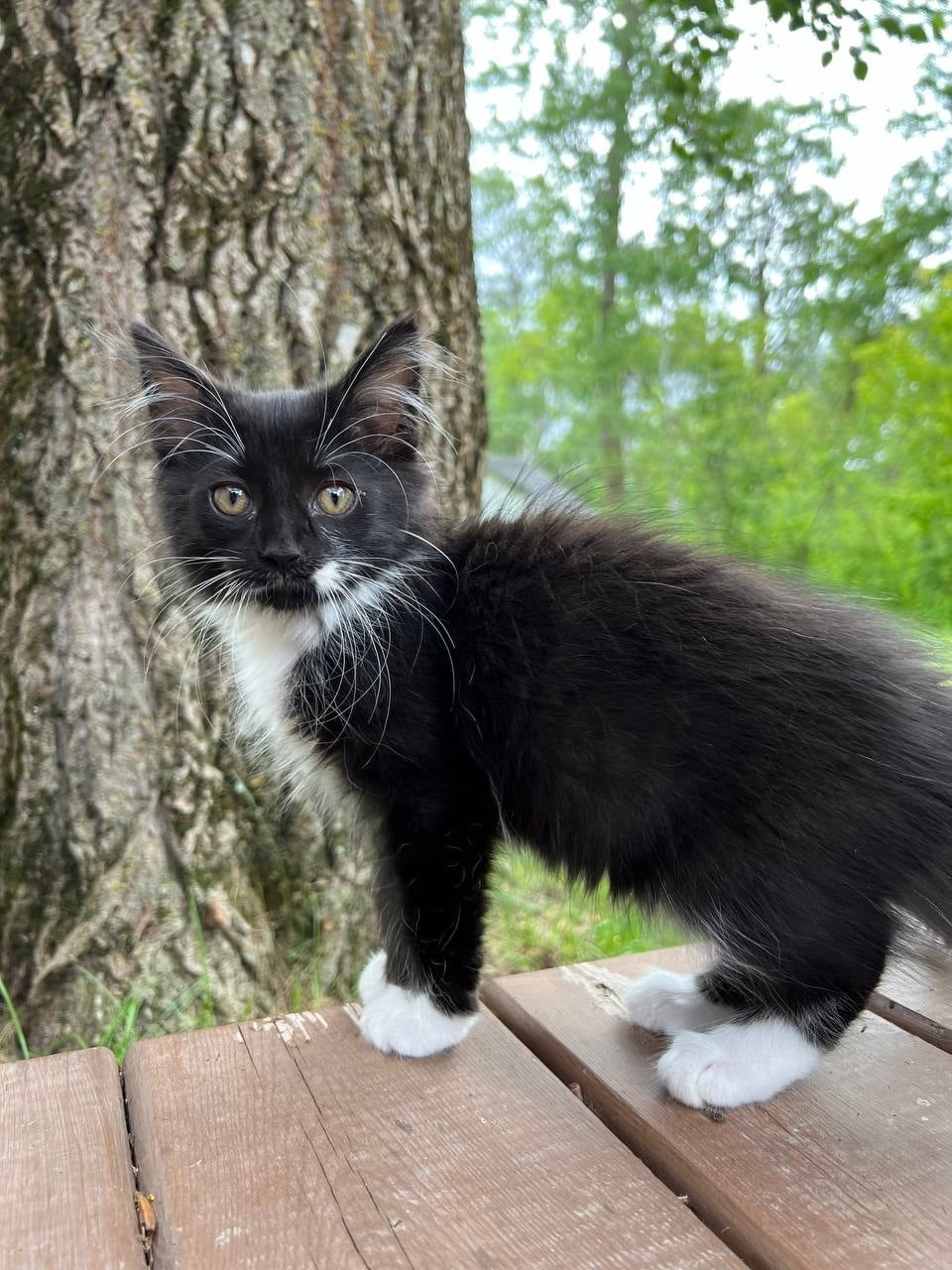 Bambi, an adoptable Domestic Medium Hair in Steinbach, MB, R5G 2B2 | Photo Image 1