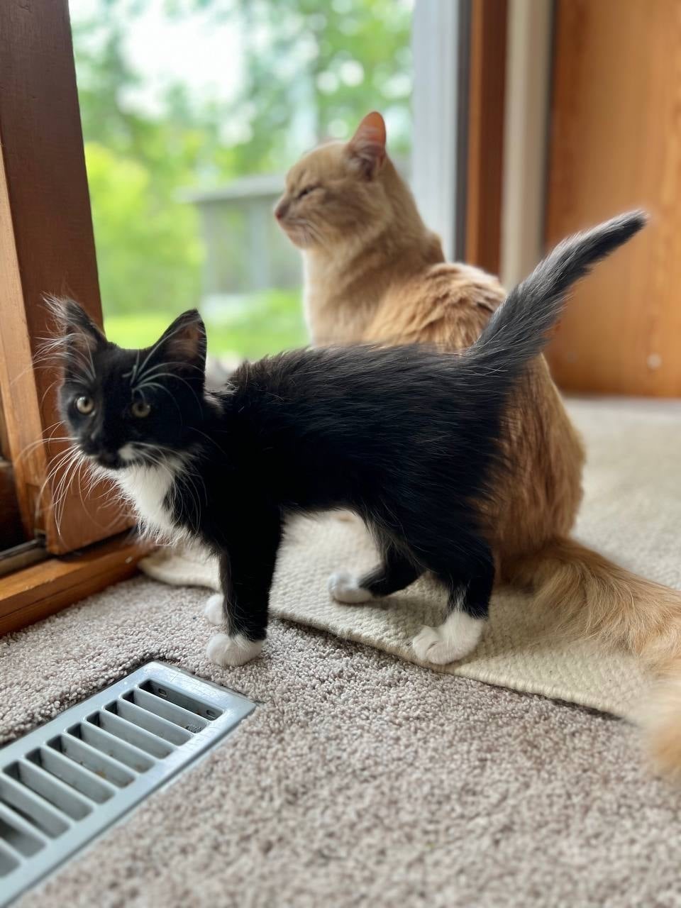 Bambi, an adoptable Domestic Medium Hair in Steinbach, MB, R5G 2B2 | Photo Image 2