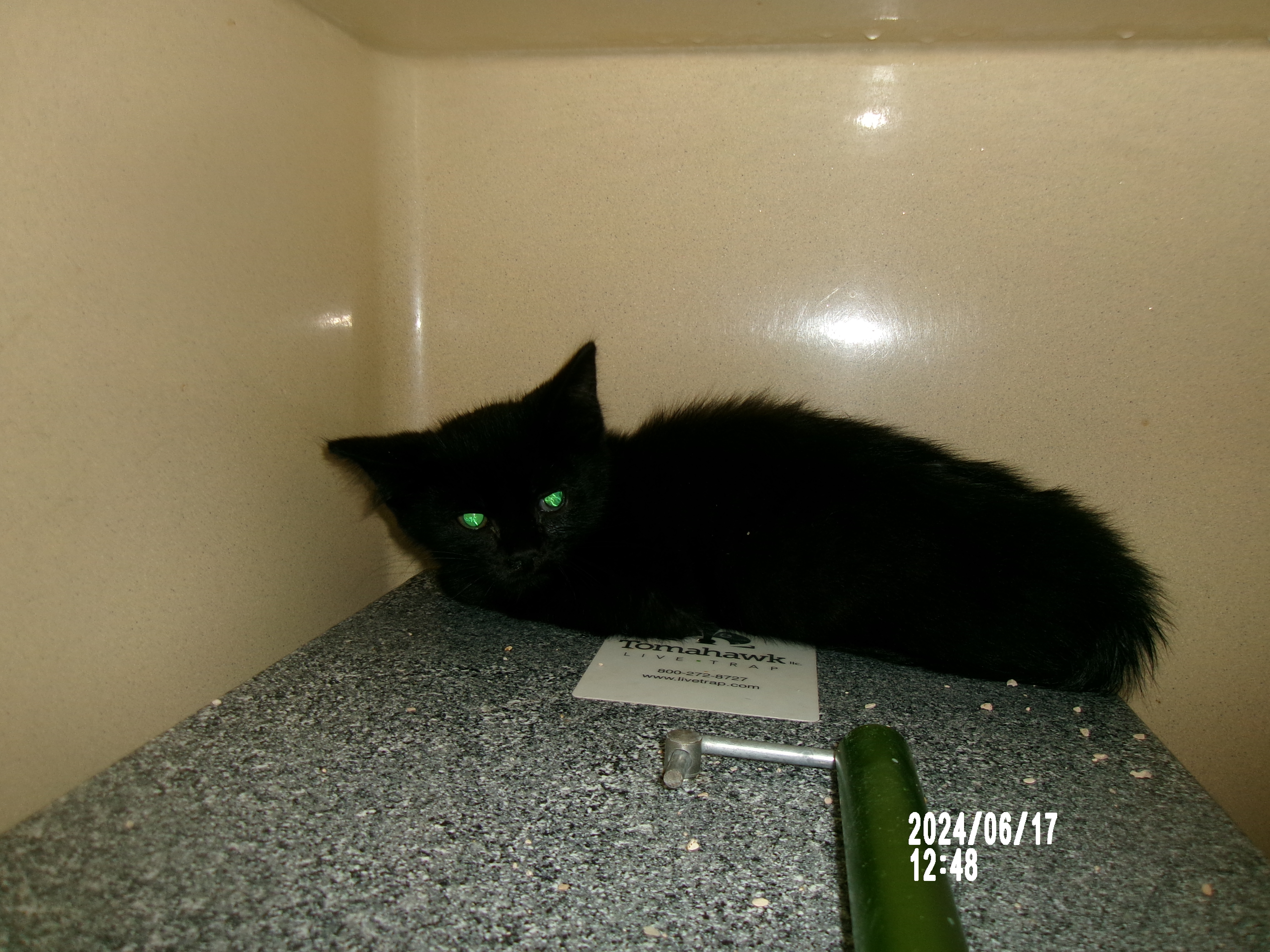 Loki, an adoptable Domestic Short Hair in Clovis, NM, 88101 | Photo Image 1