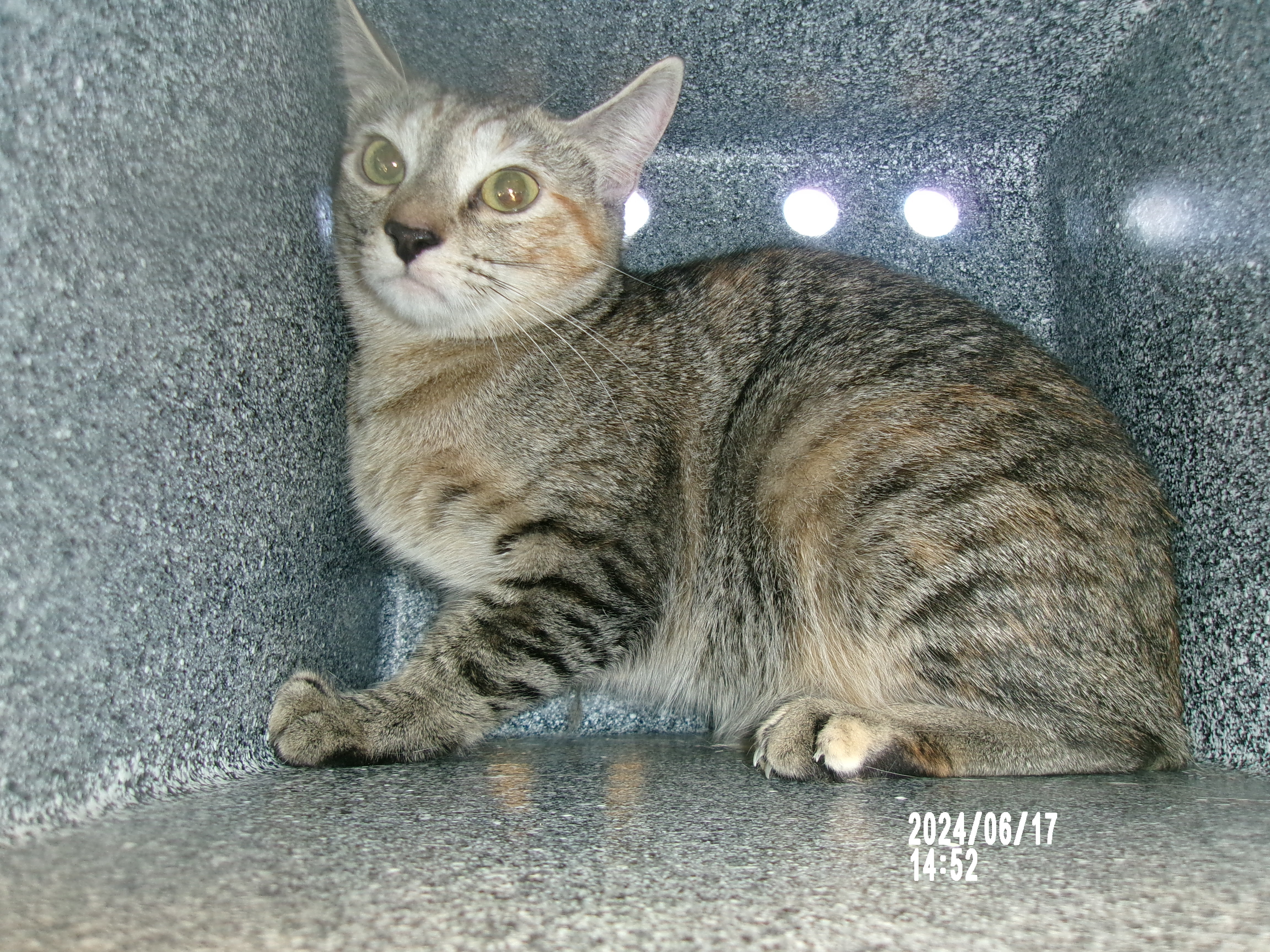 Tete, an adoptable Domestic Short Hair in Clovis, NM, 88101 | Photo Image 1