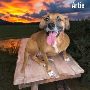 Artie