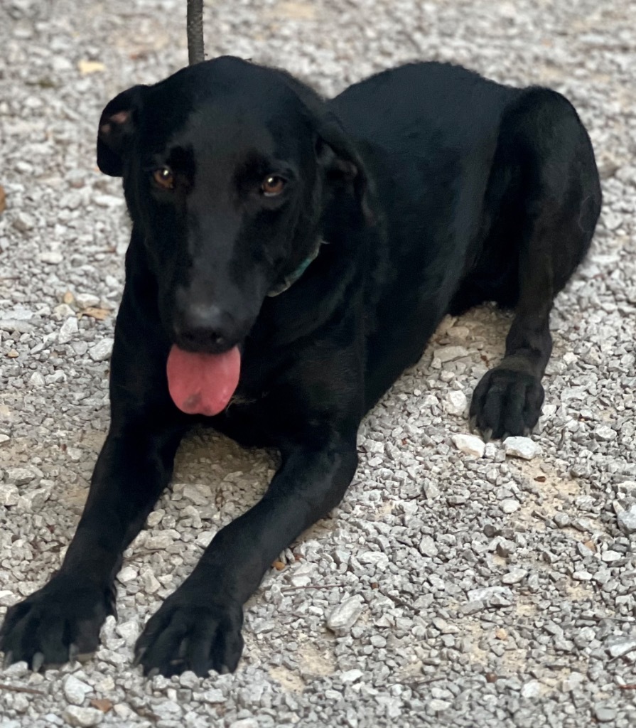 MERLIN, an adoptable Affenpinscher in Crossville, TN, 38557 | Photo Image 2