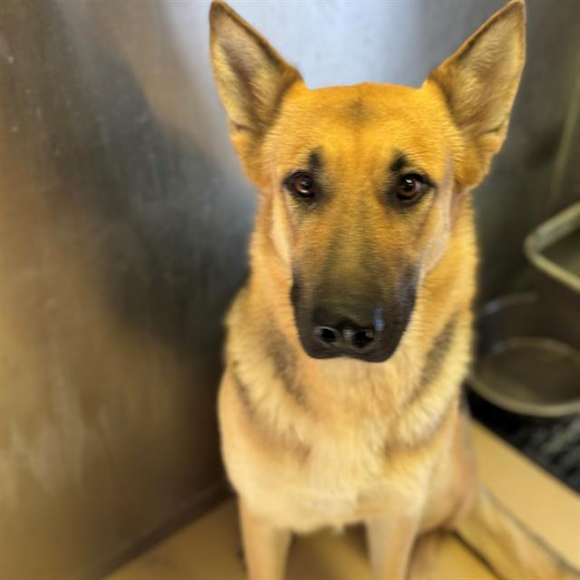 Dog, an adoptable German Shepherd Dog in Blythe, CA, 92225 | Photo Image 1