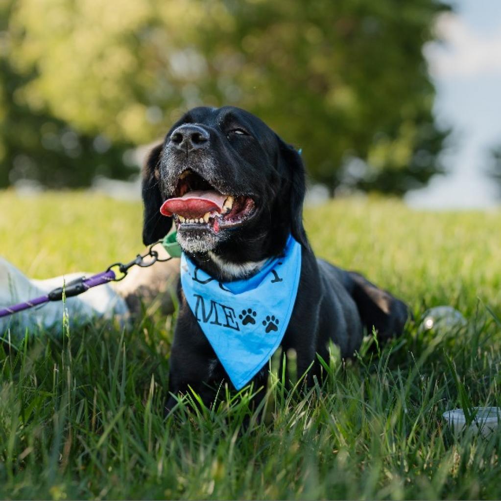 Daxter (In Foster), an adoptable Labrador Retriever, Spaniel in Vineland, NJ, 08360 | Photo Image 1