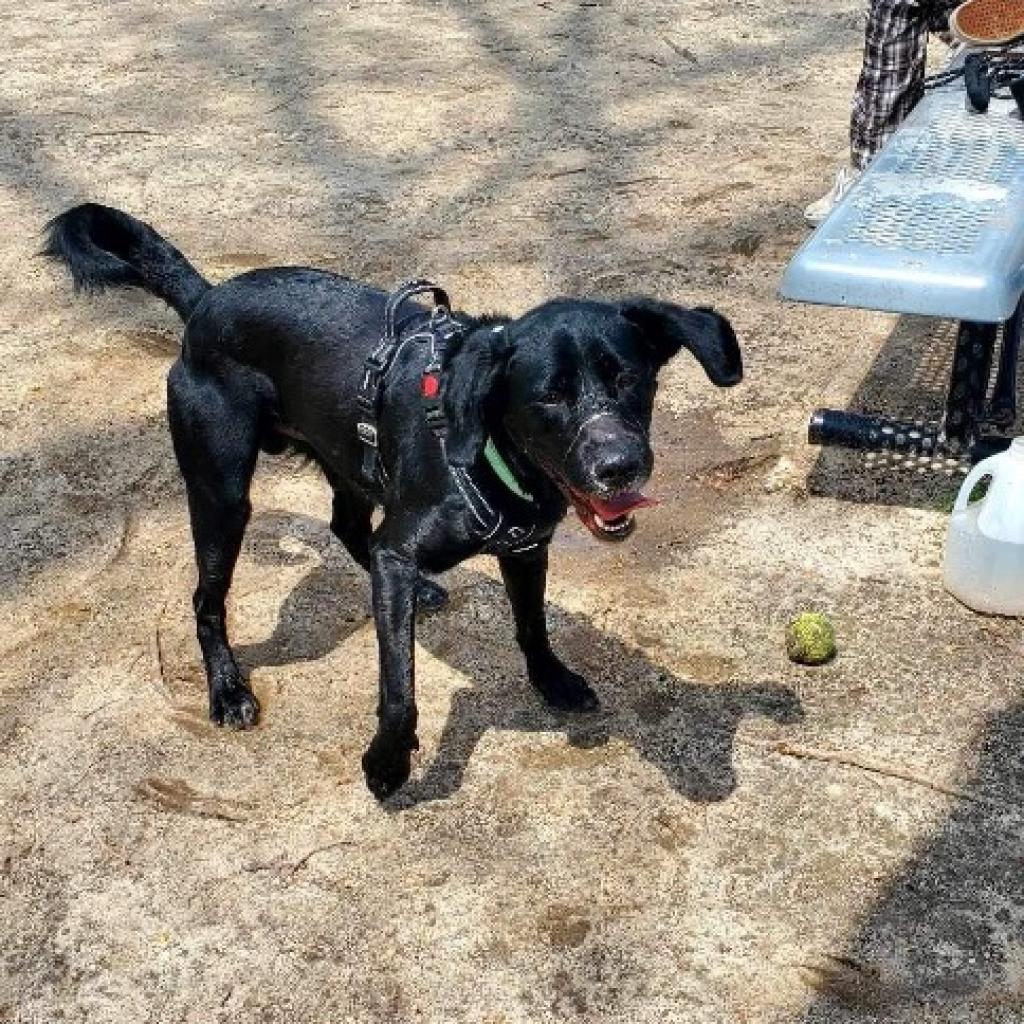 Daxter (In Foster), an adoptable Labrador Retriever, Spaniel in Vineland, NJ, 08360 | Photo Image 2