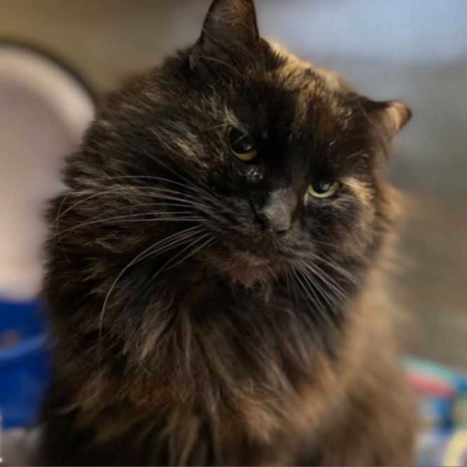 Sizzly (In Foster)