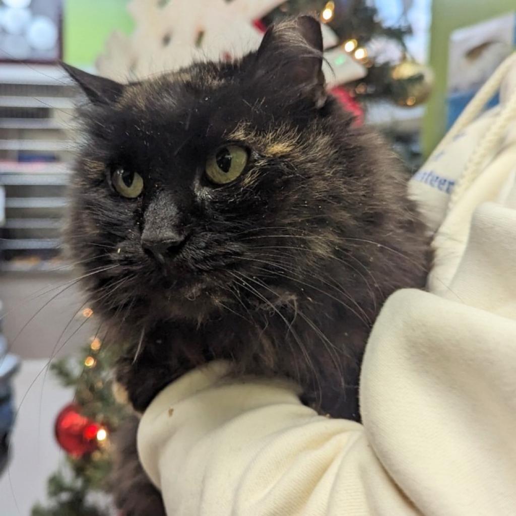 Sizzly (In Foster)