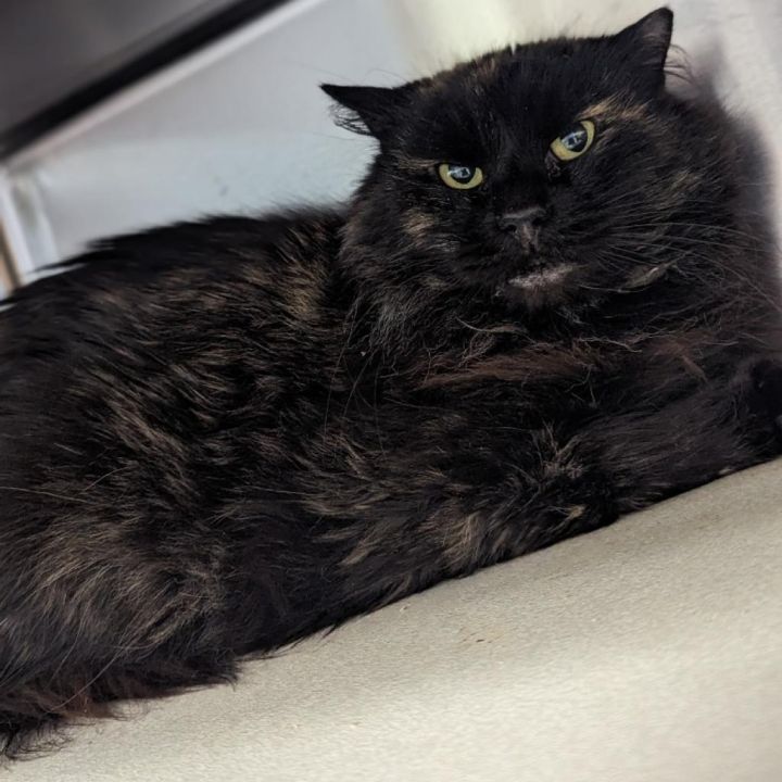 Sizzly (In Foster) 3
