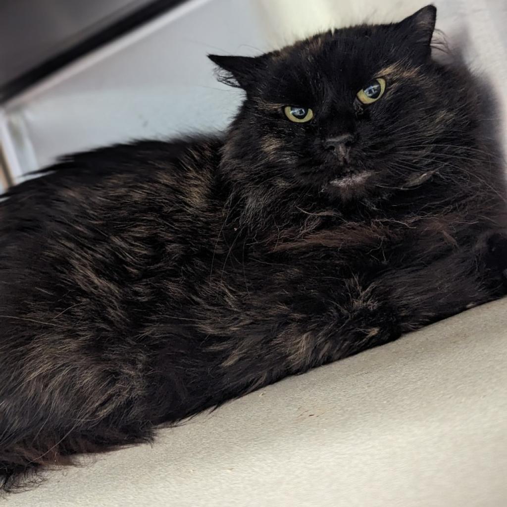 Sizzly (In Foster)