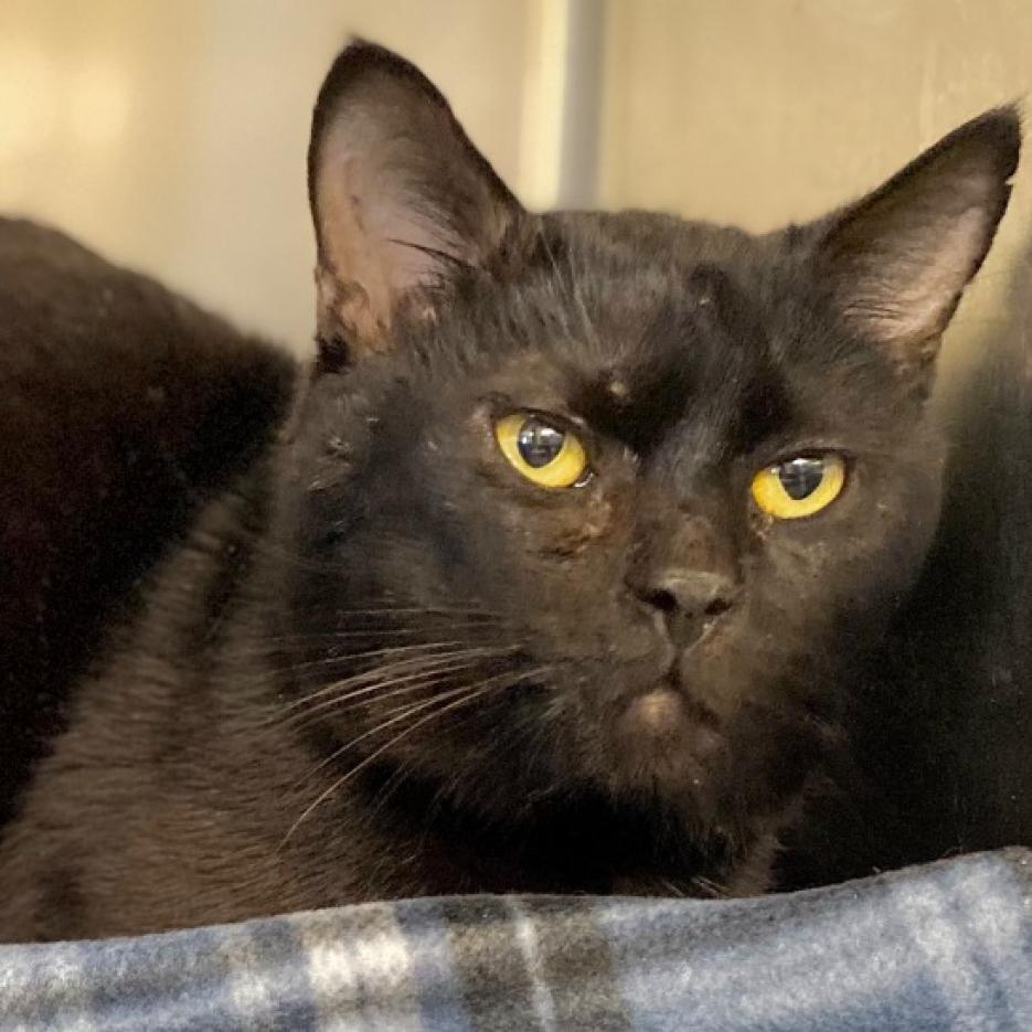 Ninja (In Foster)