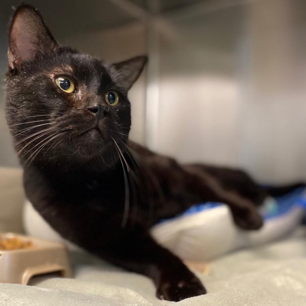 Ninja (In Foster)