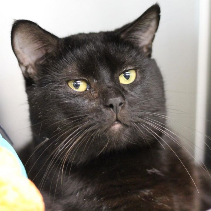 Ninja (In Foster) 5