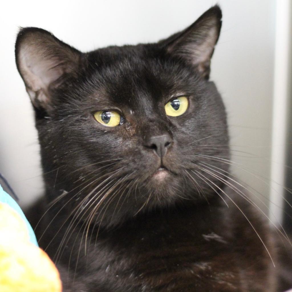 Ninja (In Foster)