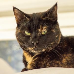Autumn, Adult Female Domestic Short Hair