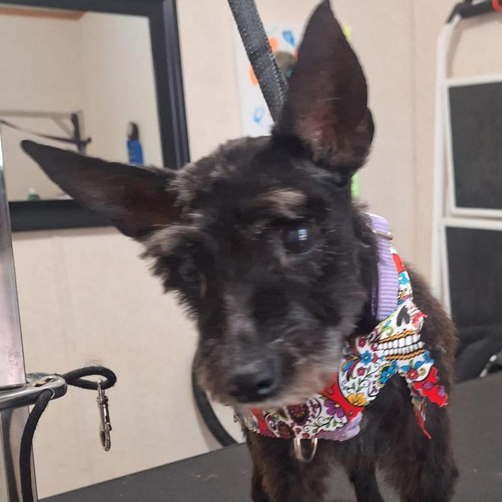 Lettie, an adoptable Schnauzer in Spring Hill, KS, 66083 | Photo Image 1