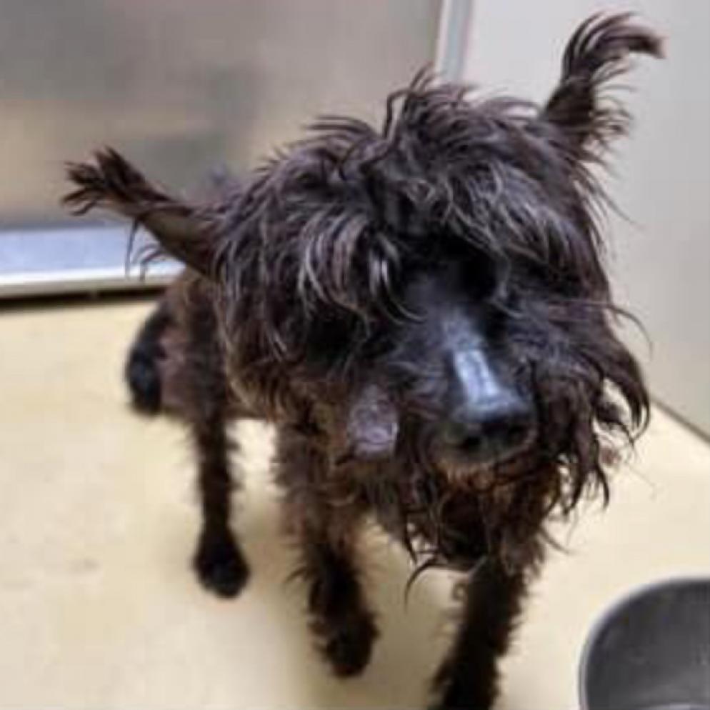 Lettie, an adoptable Schnauzer in Spring Hill, KS, 66083 | Photo Image 2