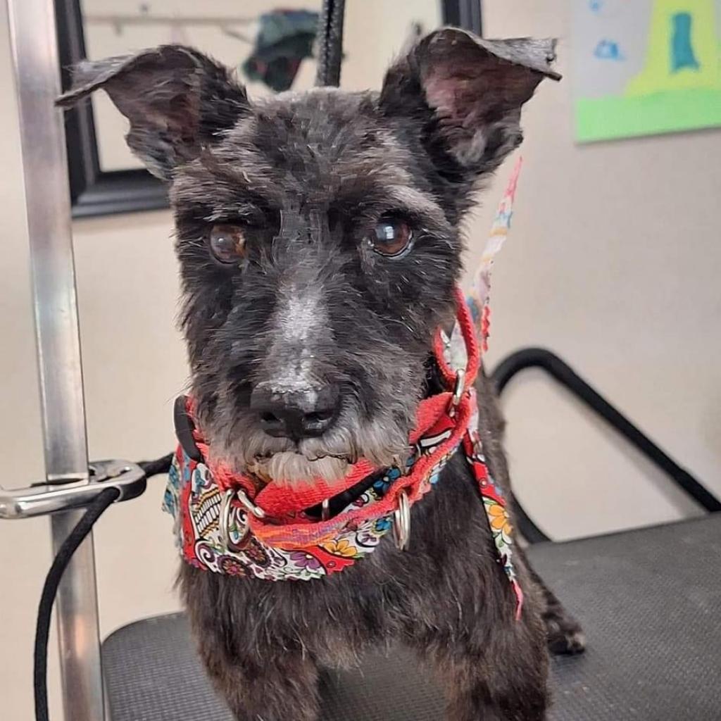 Lottie, an adoptable Schnauzer in Spring Hill, KS, 66083 | Photo Image 1