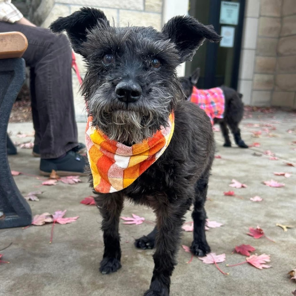 Lottie, an adoptable Schnauzer in Spring Hill, KS, 66083 | Photo Image 1