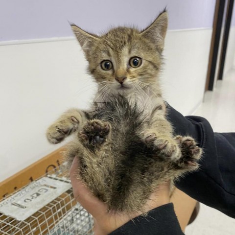 Simba, an adoptable Domestic Short Hair in Garden City, KS, 67846 | Photo Image 2