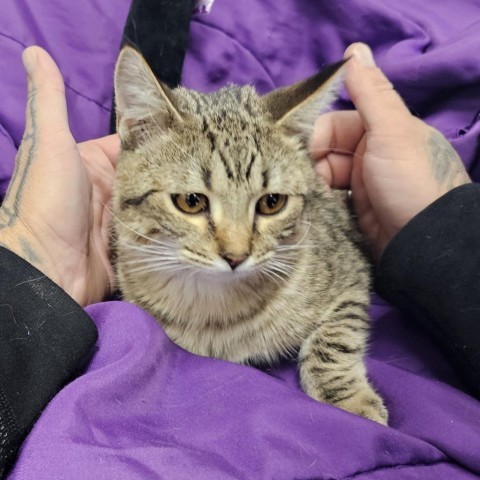 Simba, an adoptable Domestic Short Hair in Garden City, KS, 67846 | Photo Image 2