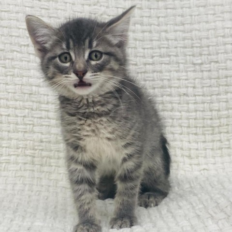 Greyson, an adoptable Domestic Short Hair in Garden City, KS, 67846 | Photo Image 1