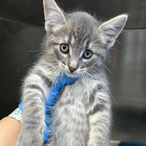 Greyson, an adoptable Domestic Short Hair in Garden City, KS, 67846 | Photo Image 2