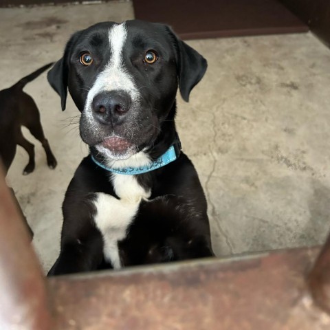 Avery, an adoptable Border Collie in Grand Junction, CO, 81505 | Photo Image 1