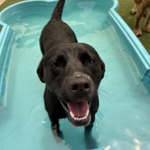 Indi, Young Female Black Labrador Retriever