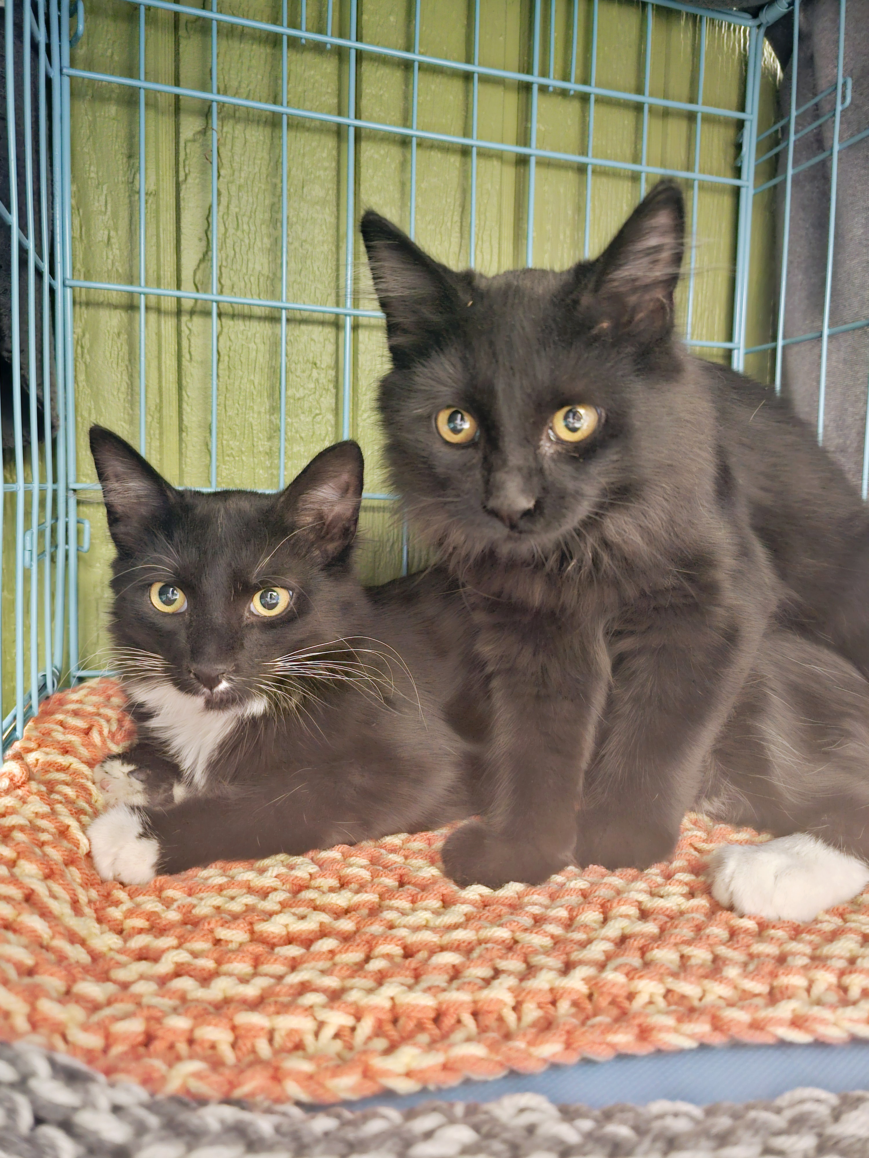 Sylvester, an adoptable Domestic Medium Hair in Twin Falls, ID, 83301 | Photo Image 2