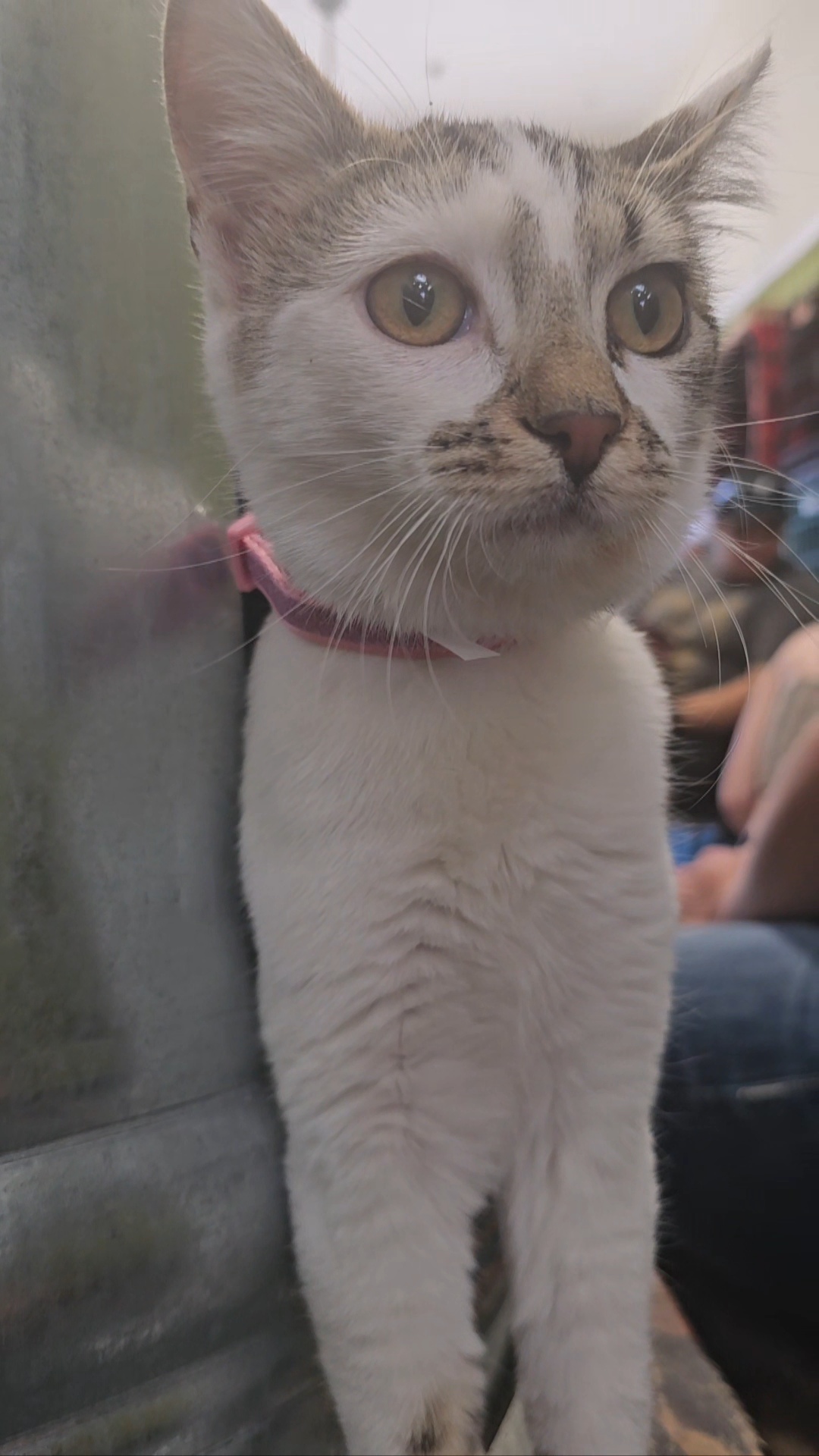 Margaret, an adoptable Domestic Short Hair in Twin Falls, ID, 83301 | Photo Image 3