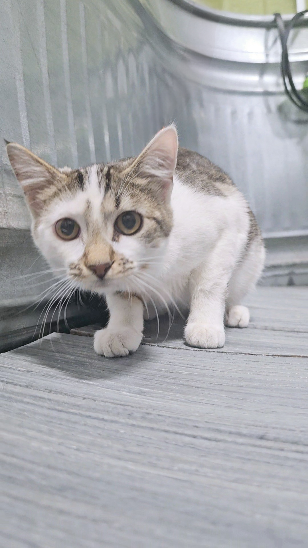 Margaret, an adoptable Domestic Short Hair in Twin Falls, ID, 83301 | Photo Image 5