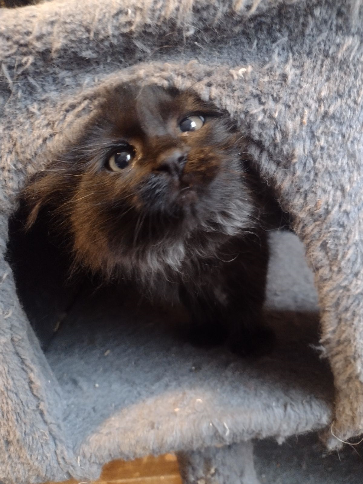 Ezra, an adoptable Domestic Long Hair in Twin Falls, ID, 83301 | Photo Image 1