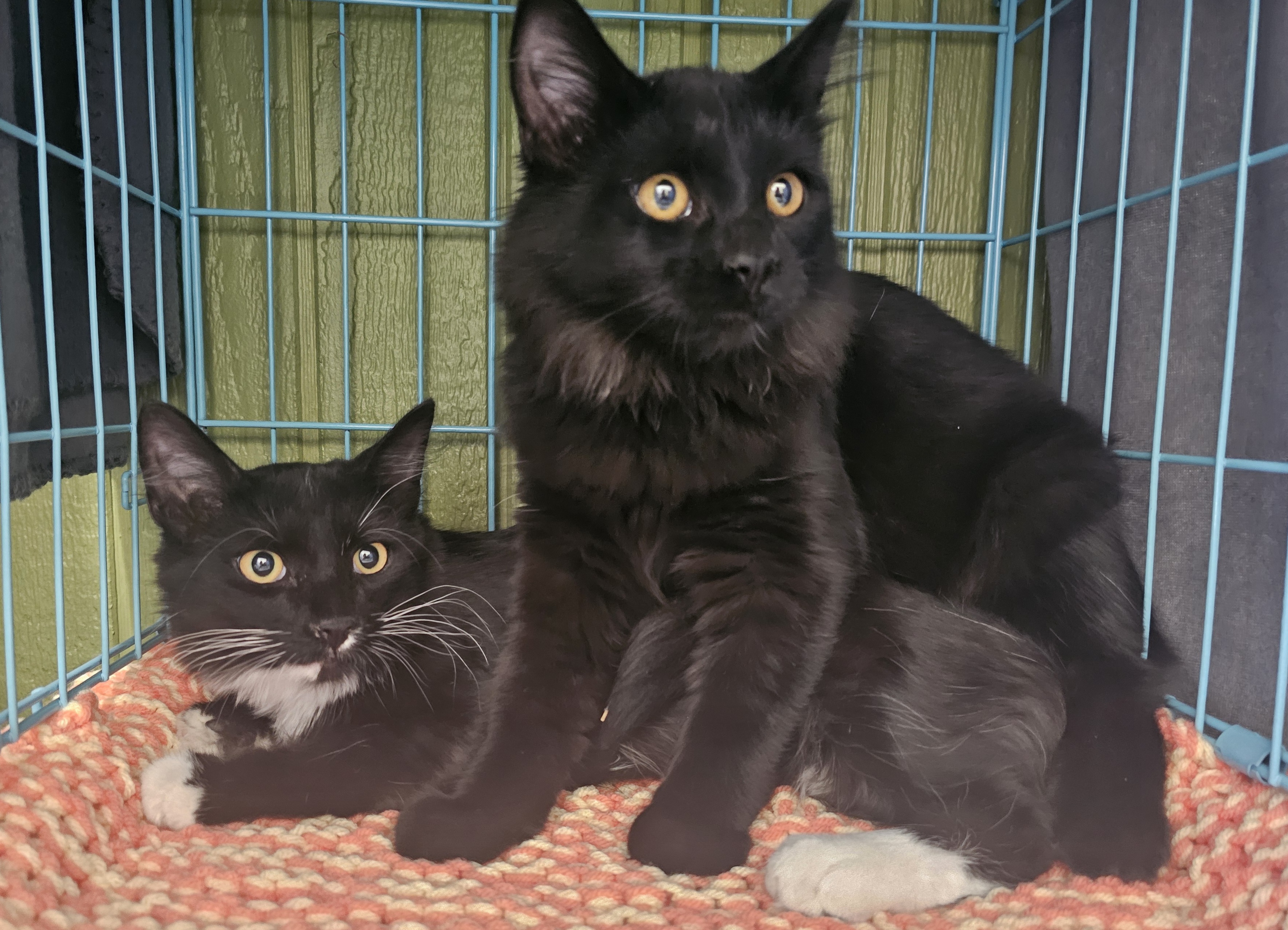 Ezra, an adoptable Domestic Long Hair in Twin Falls, ID, 83301 | Photo Image 3