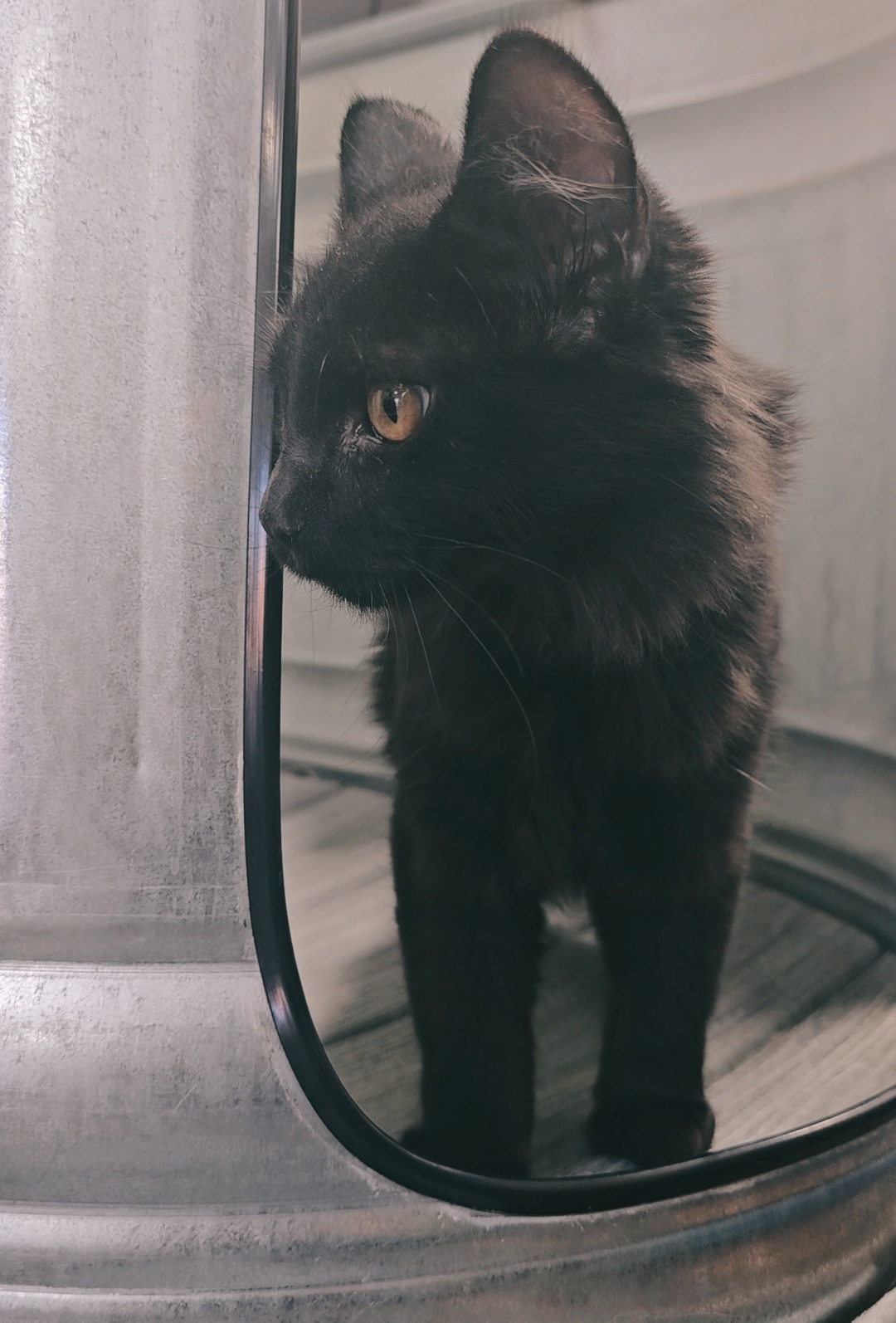 Ezra, an adoptable Domestic Long Hair in Twin Falls, ID, 83301 | Photo Image 4