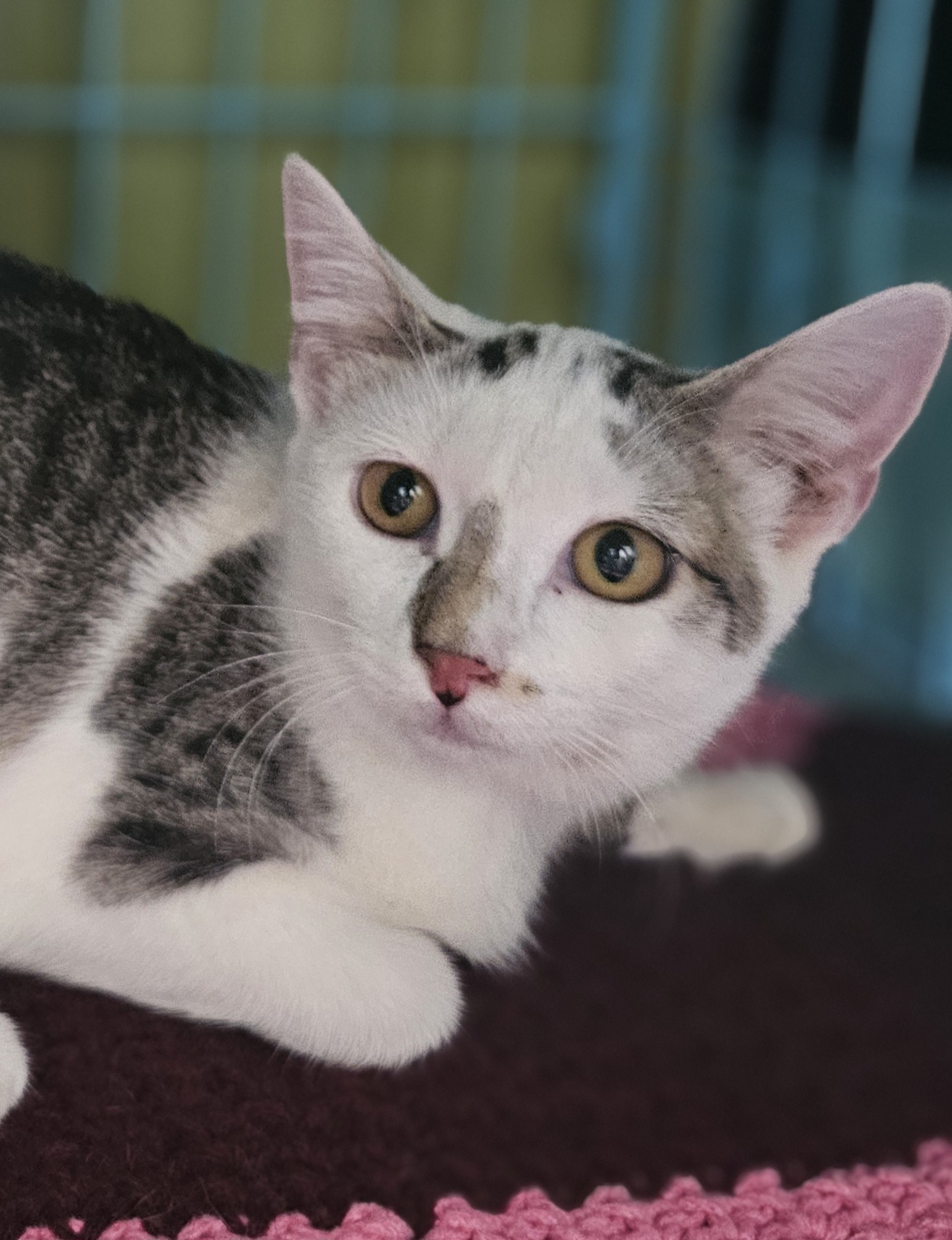 Francesca, an adoptable Domestic Short Hair in Twin Falls, ID, 83301 | Photo Image 2